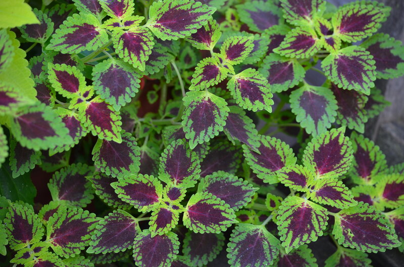 Coleus Plant Leaves — Green, Vibrant