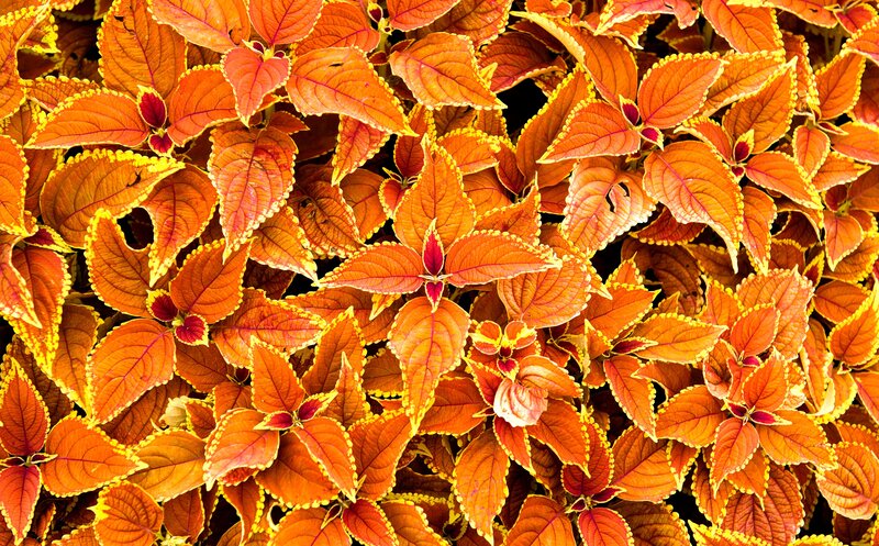 Coleus Plant Leaves — Orange