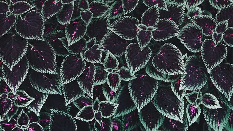 Coleus Plant Leaves — Purple, Dark