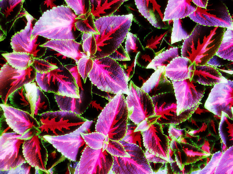 Coleus Plant Leaves — Purple, Vibrant