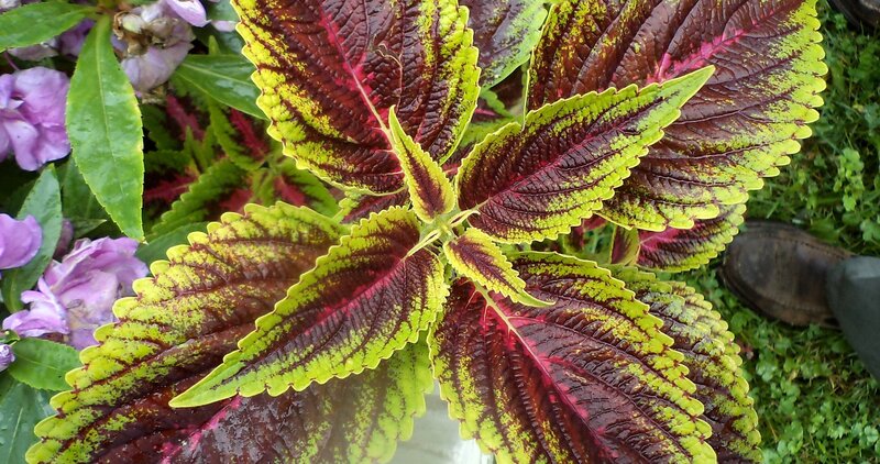 Coleus Plant Leaves — Red, Natural