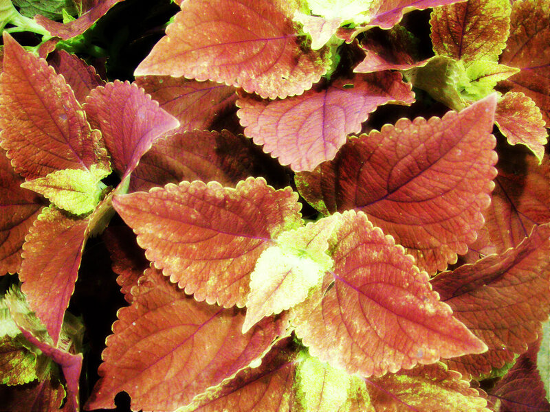 Coleus Plant Leaves — Red