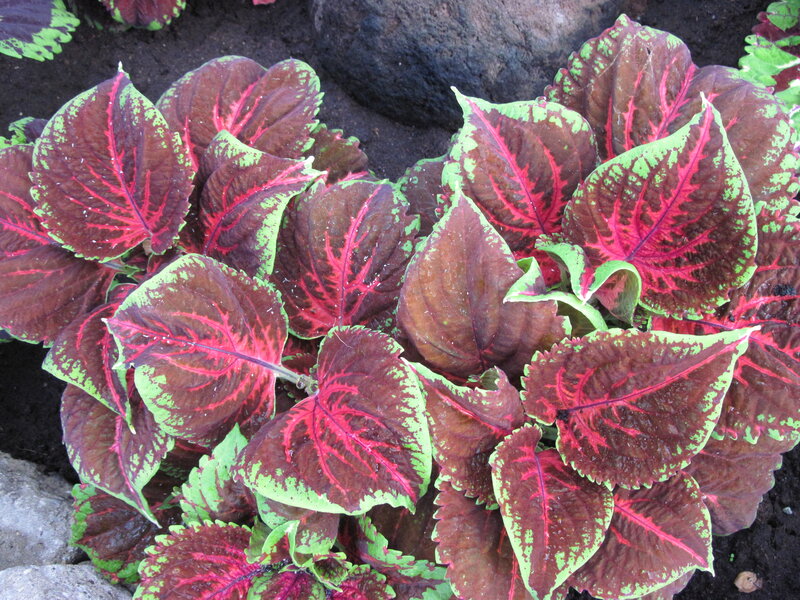 Coleus Plant Leaves — Red, Vibrant, Photograph