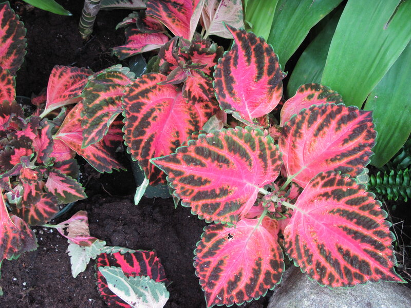Coleus Plant Leaves — Red, Vibrant
