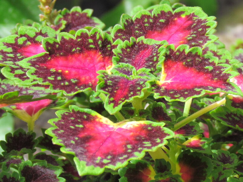 Coleus Plant Leaves