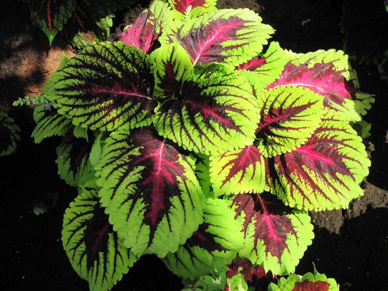 Coleus Plant with Colorful Leaves — Green