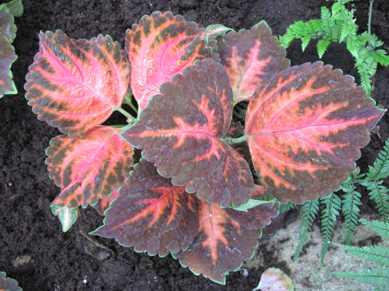 Coleus Plant with Colorful Leaves — Red