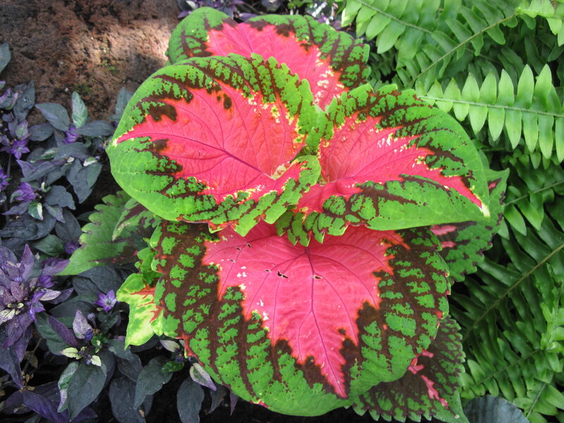 Coleus Plant with Colorful Leaves — Red, Vibrant