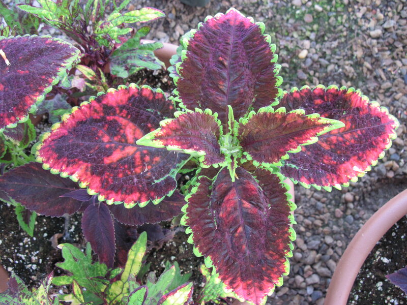Coleus Plant with Colorful Leaves
