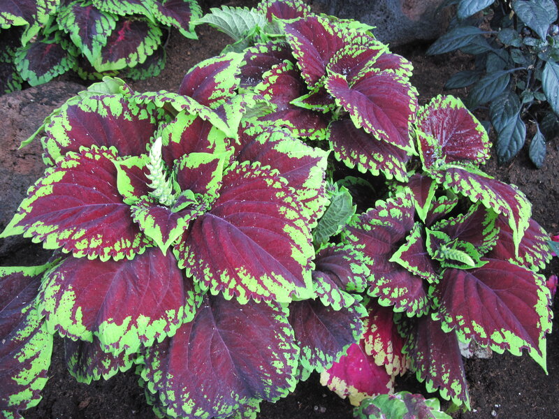 Coleus Plant with Variegated Leaves — Red