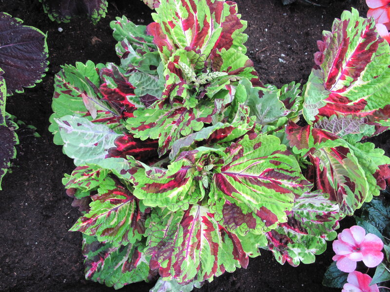 Coleus Plant with Variegated Leaves