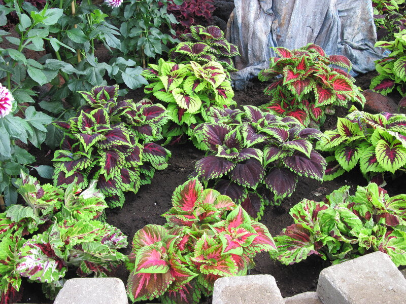 Coleus Plants in Garden — Green, Calm