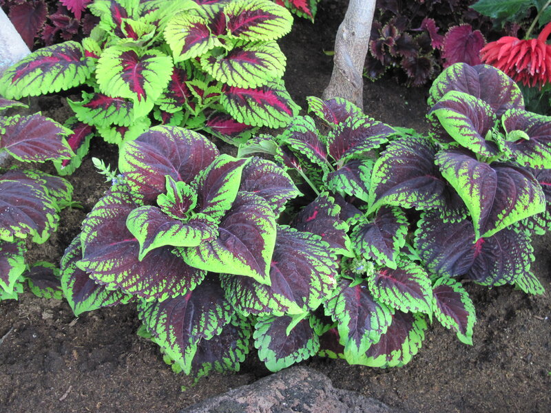 Coleus Plants in Garden — Green, Natural, Photograph