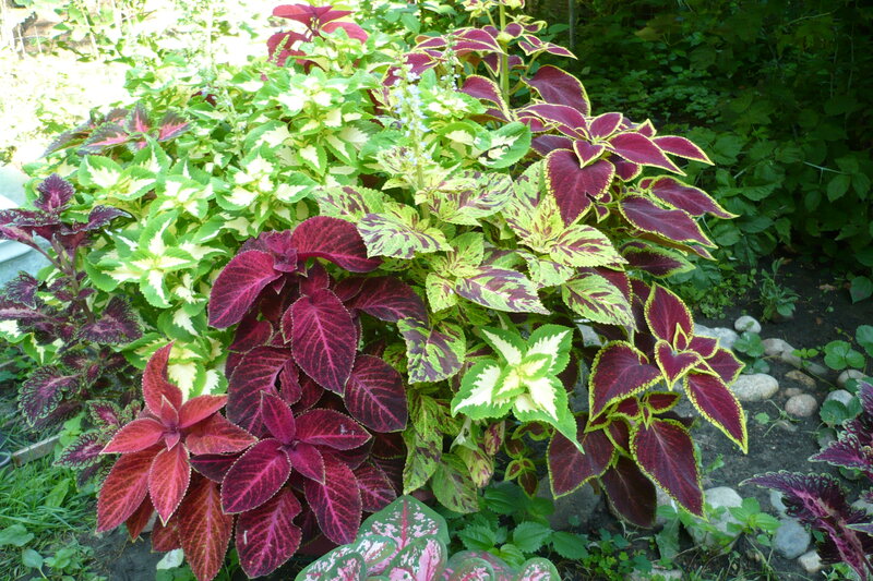 Coleus Plants in Garden — Green, Natural