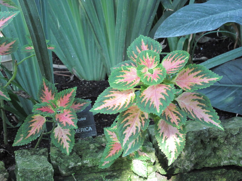 Coleus Plants in Garden — Green