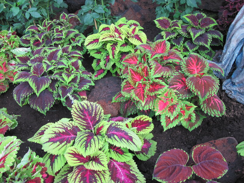 Coleus Plants in Garden — Green, Vibrant