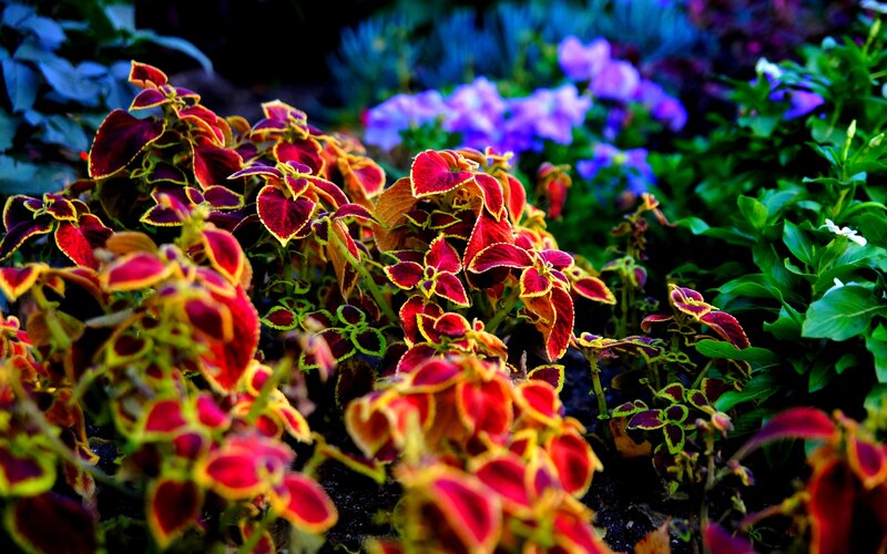 Coleus Plants in Garden — Red