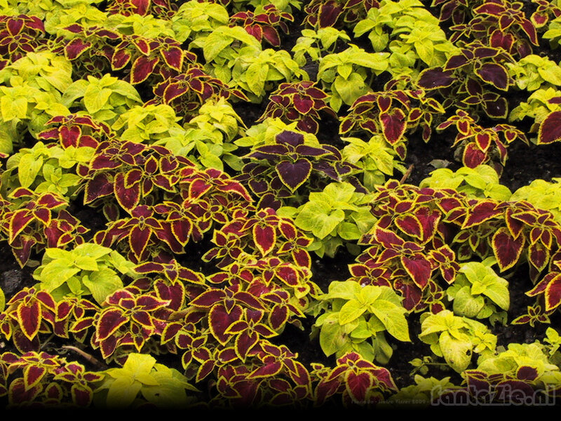 Coleus Plants in Garden