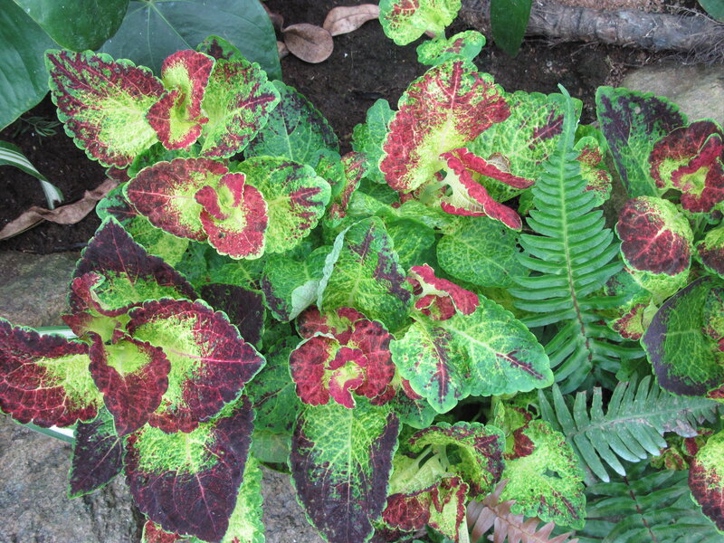 Coleus Plants with Variegated Leaves