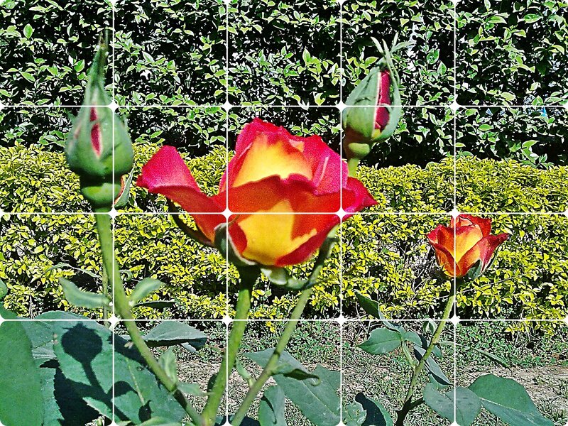 Collage of a blooming rose