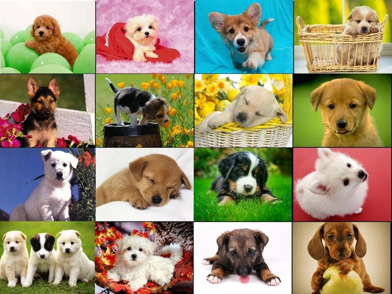 Collage of adorable puppies