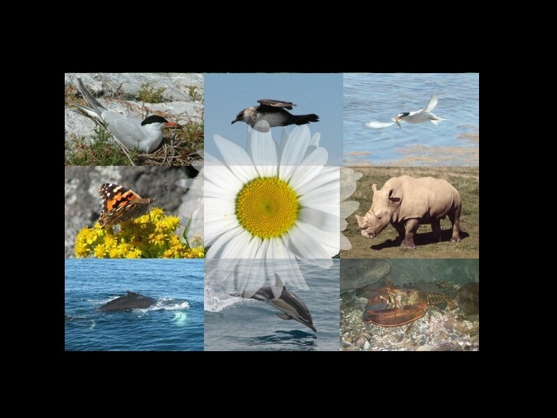 Collage of animals and nature