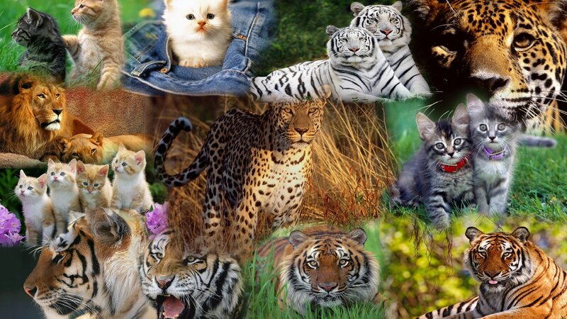 collage of big and small cats