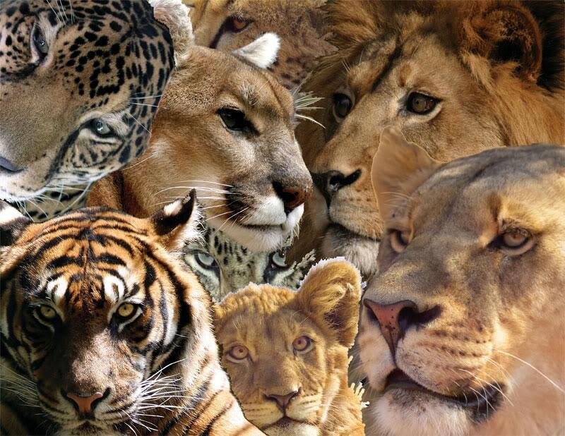 collage of big cat faces