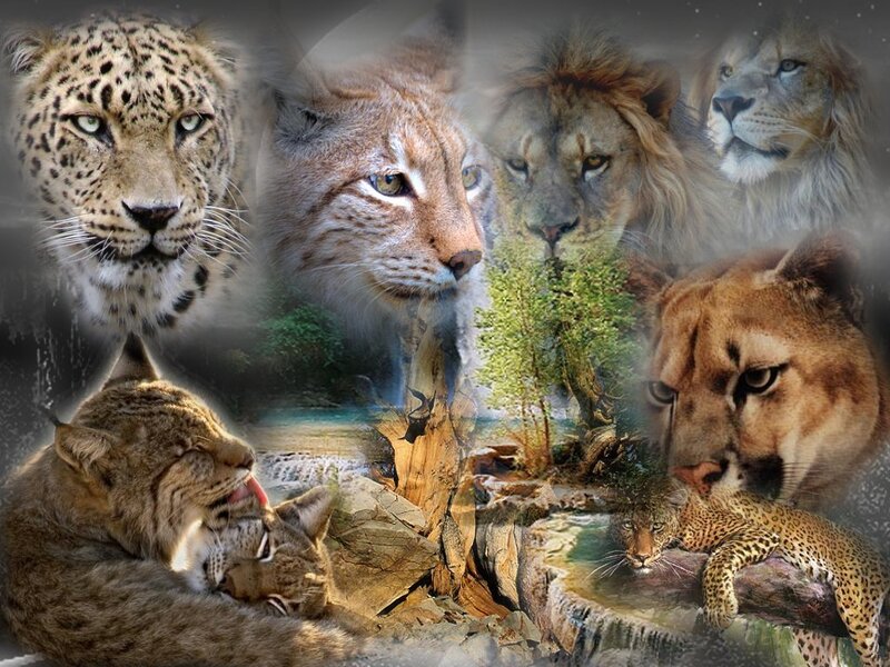 Collage of Big Cats — Brown