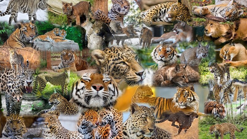 Collage of Big Cats — Orange