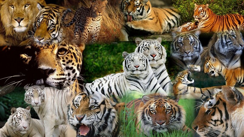 Collage of big cats