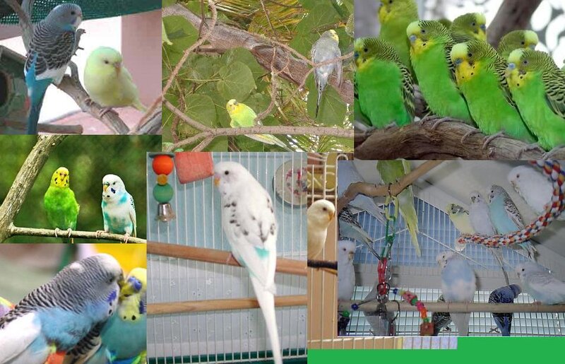 Collage of budgerigars