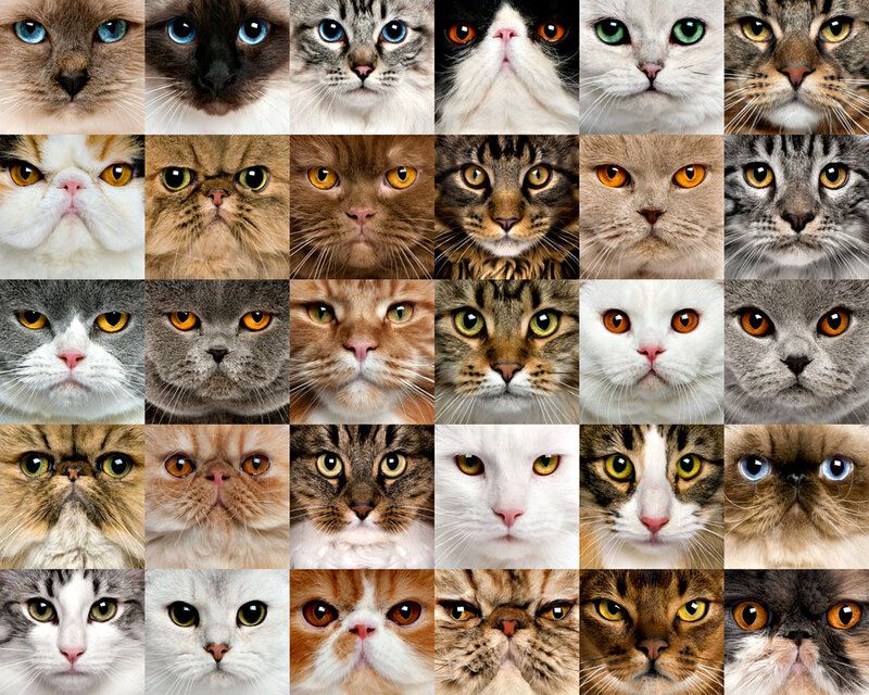 Collage of Cat Faces