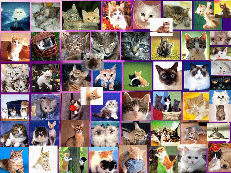 Collage of Cat Photos — Purple
