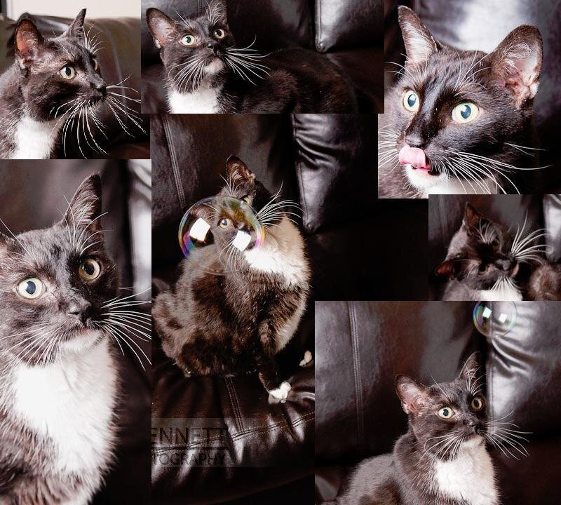 collage of cat photos