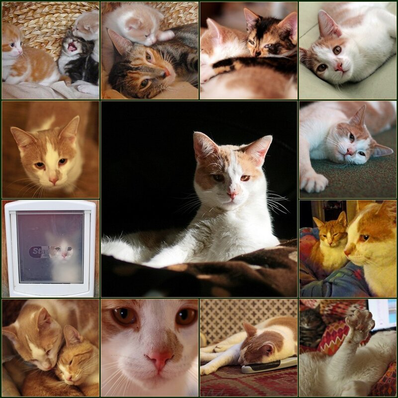 Collage of cats and kittens