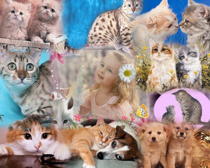 Collage of Cats and Kittens — Blue