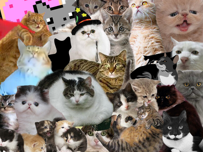 Collage of cats and kittens