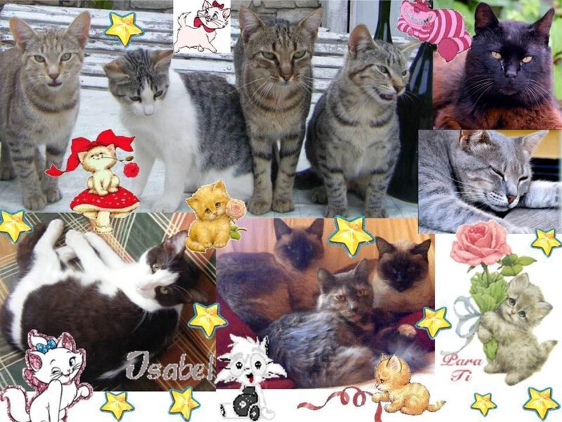 Collage of Cats — Gray, Playful