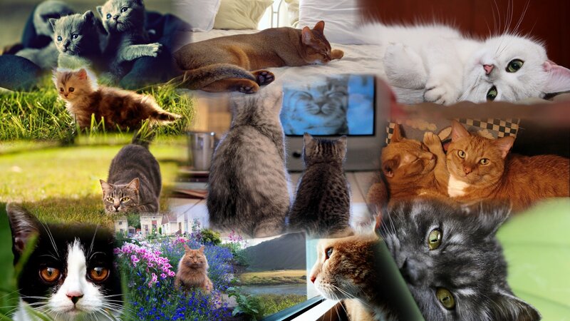 Collage of Cats — Gray
