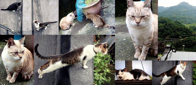 collage of cats in urban setting