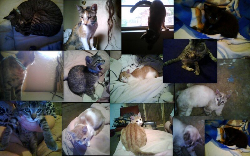 Collage of cats in various poses