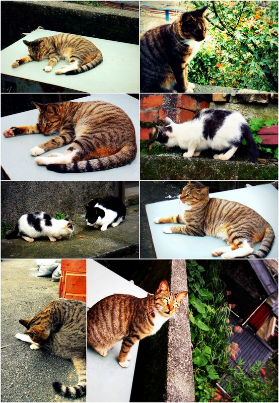 Collage of cats in various poses