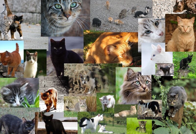 Collage of Cats