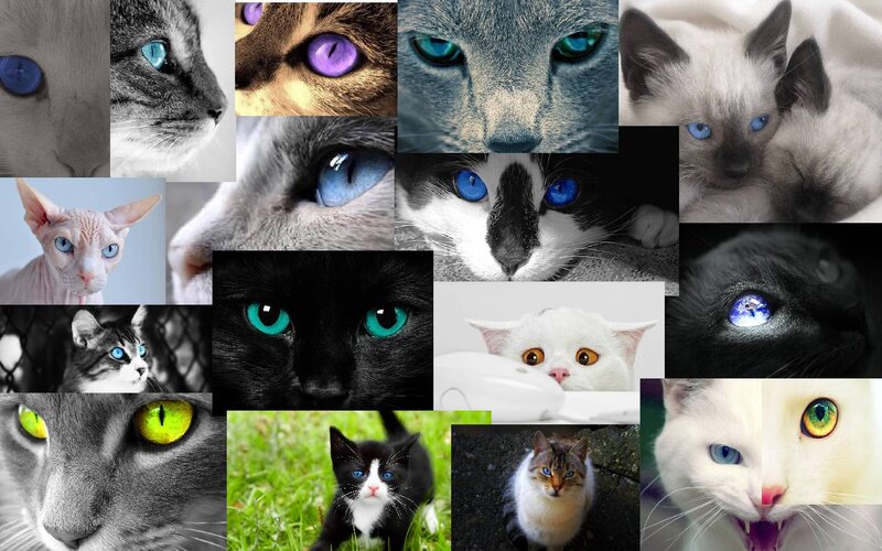 Collage of Cats with Blue Eyes
