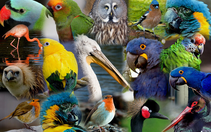 Collage of Colorful Birds