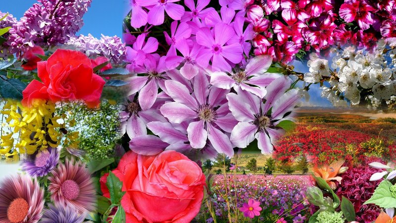 Collage of Colorful Flowers — Pink, Vibrant