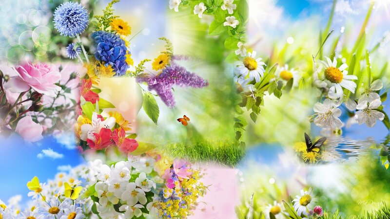 Collage of Colorful Flowers
