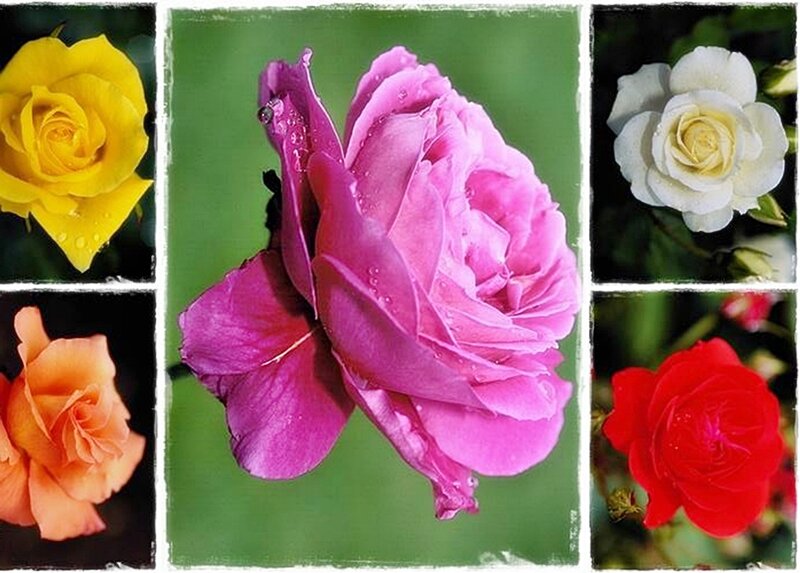 Collage of colorful roses