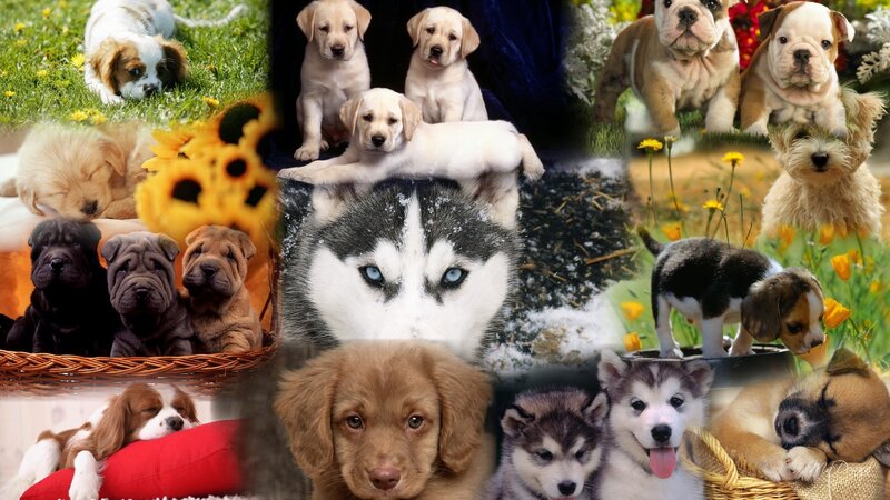 Collage of cute puppies